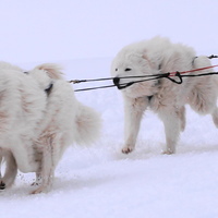 samoyed